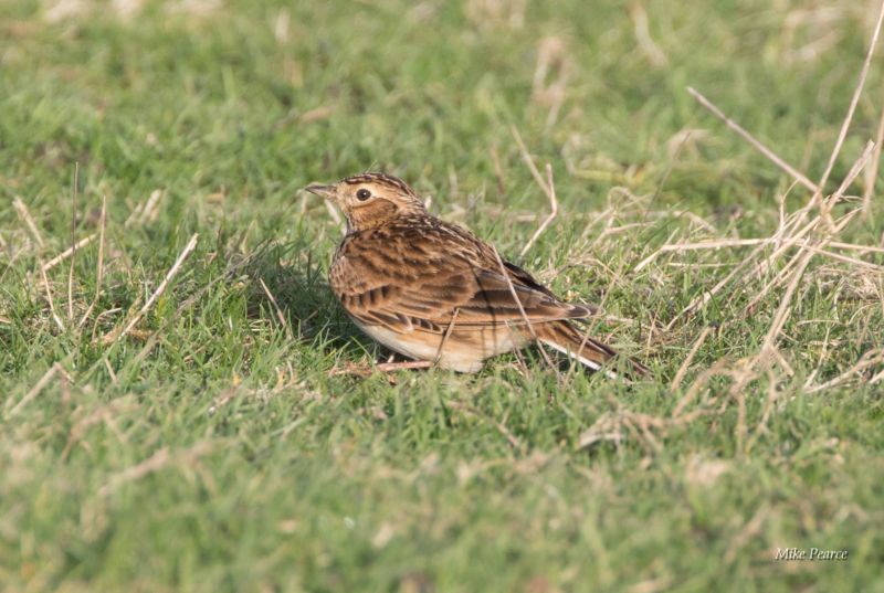 Skylark, Northam Burrows