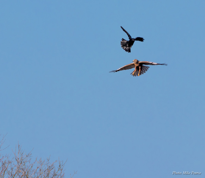 Marsh Harrier mobbed by a Carrion Crow, RSPB Ham Wall