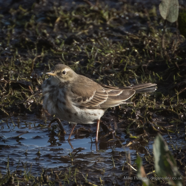 Water Pipit / SWT Catcott Lows