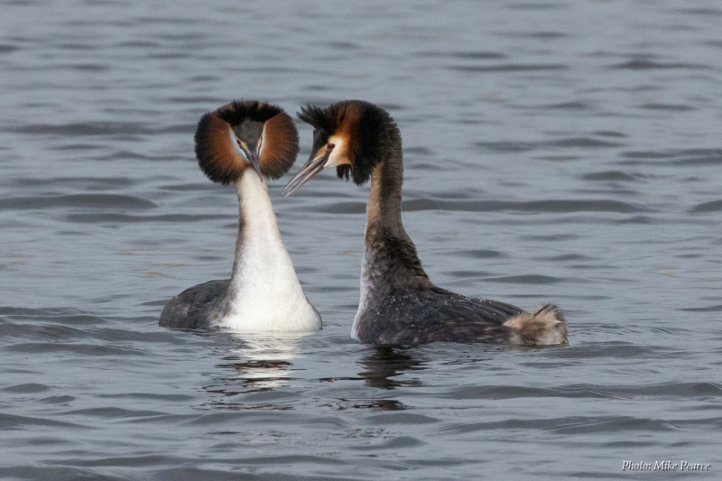 Great Crested Grebe, mirroring display, RSPB Ham Wall