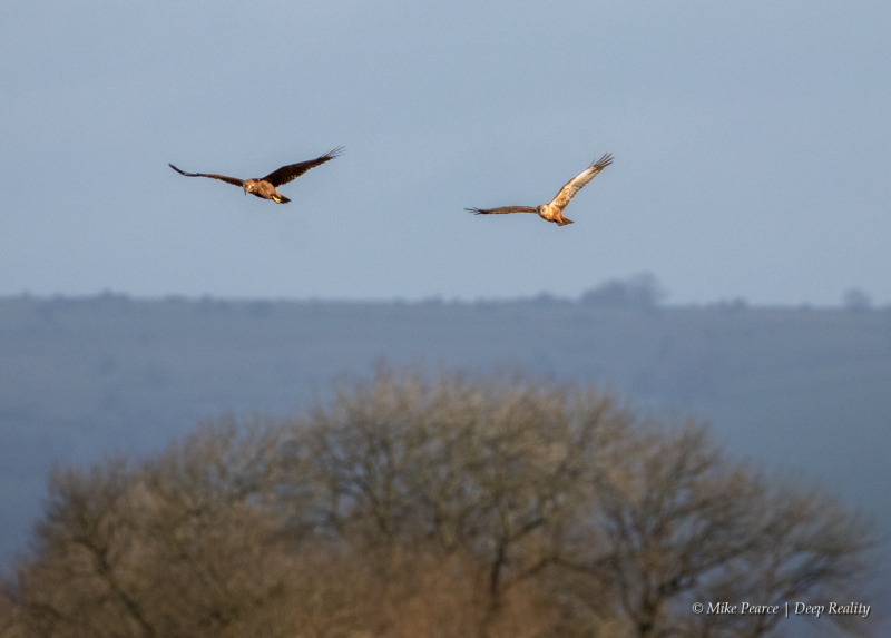 Marsh Harrier | RSPB Ham Wall