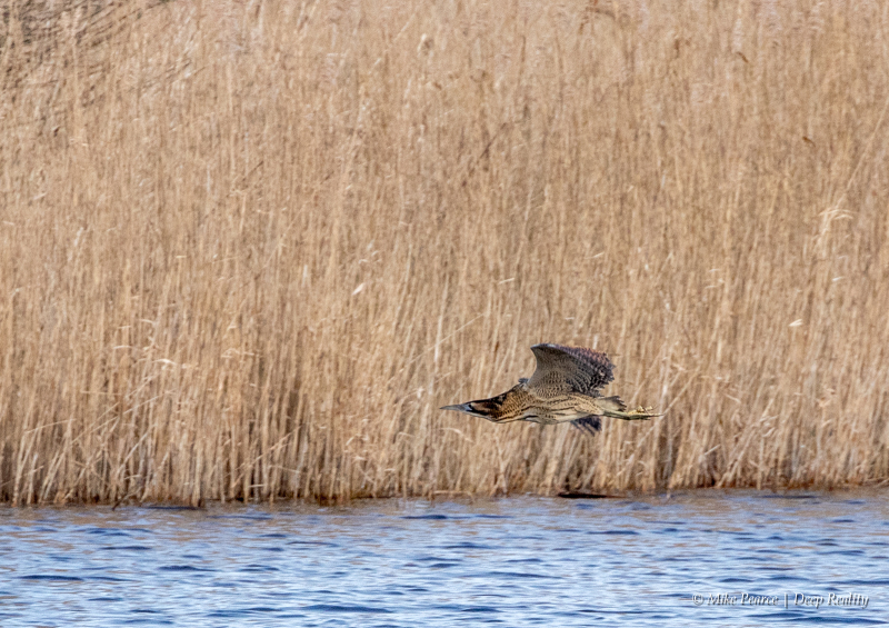 Bittern, RSPB Ham Wall