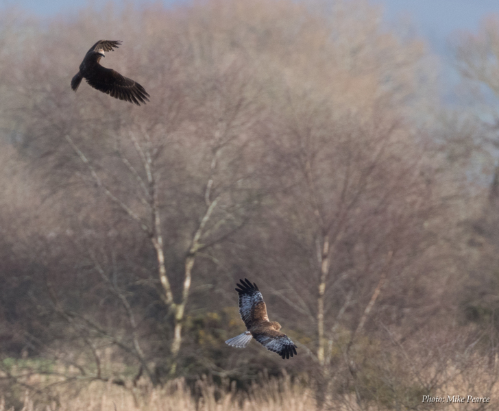 Marsh Harrier, mating display, RSPB Ham Wall