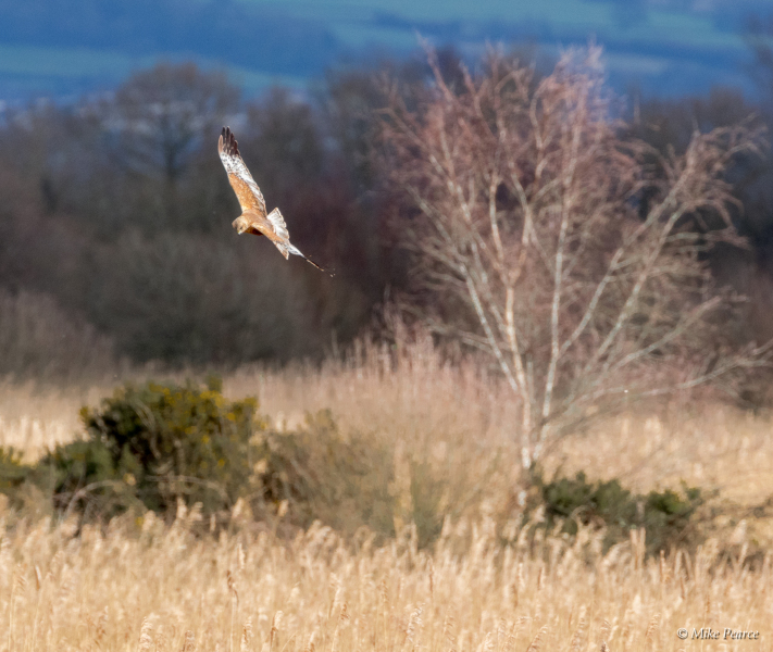 Marsh Harrier, RSPB Ham Wall