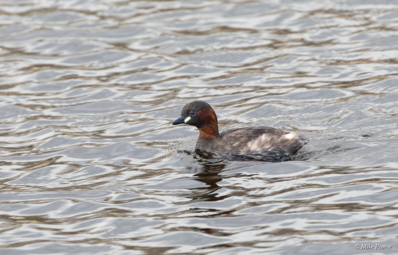 Little Grebe, male, RSPB Ham Wall