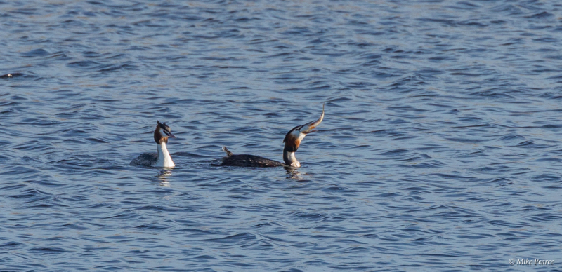 Great Crested Grebe, RSPB Ham Wall