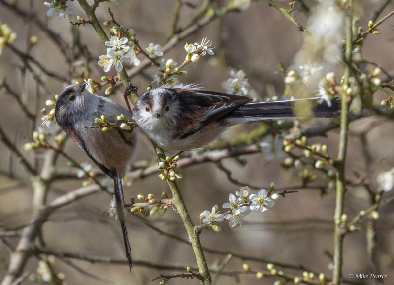 Long-tailed tits | NE Shapwick Heath