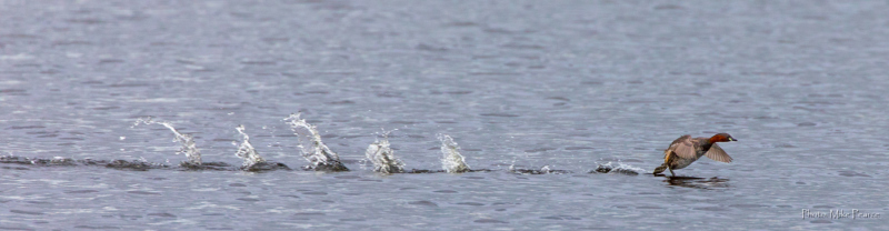 Little Grebe, RSPB Ham Wall