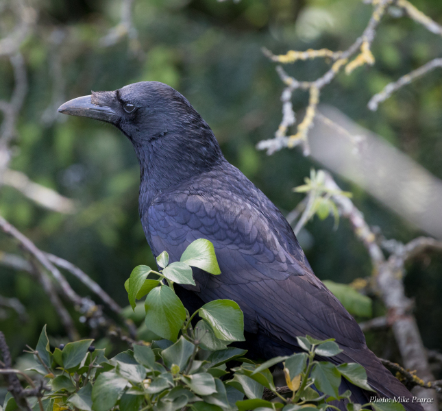 Carrion Crow, Clifton Down, Bristol