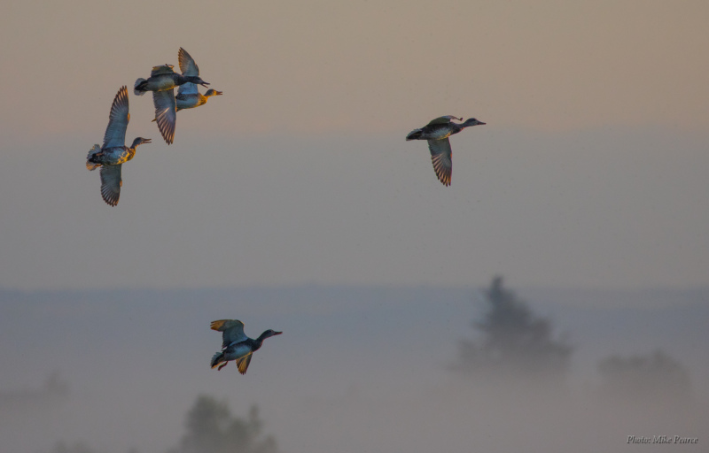 Dawn flight | RSPB Ham Wall