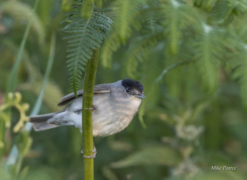 Blackcap, male, RSPB Ham Wall