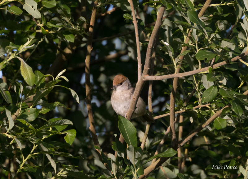Blackcap, female, RSPB Ham Wall