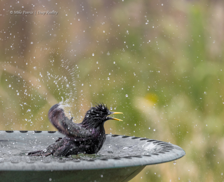 Starling