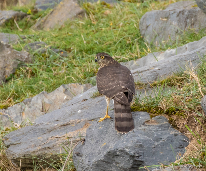 Peregrine Falcon, Northam Burrows