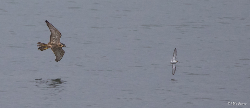Peregrine Falcon hunting, Northam Burrows