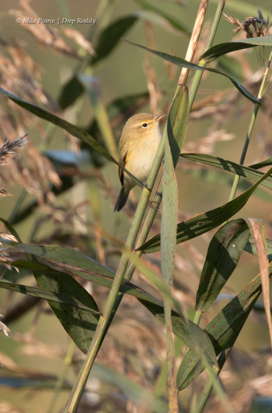 Chiffchaff, RSPB Ham Wall
