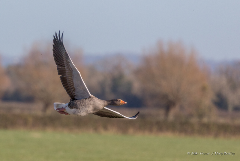 Greylag Goose