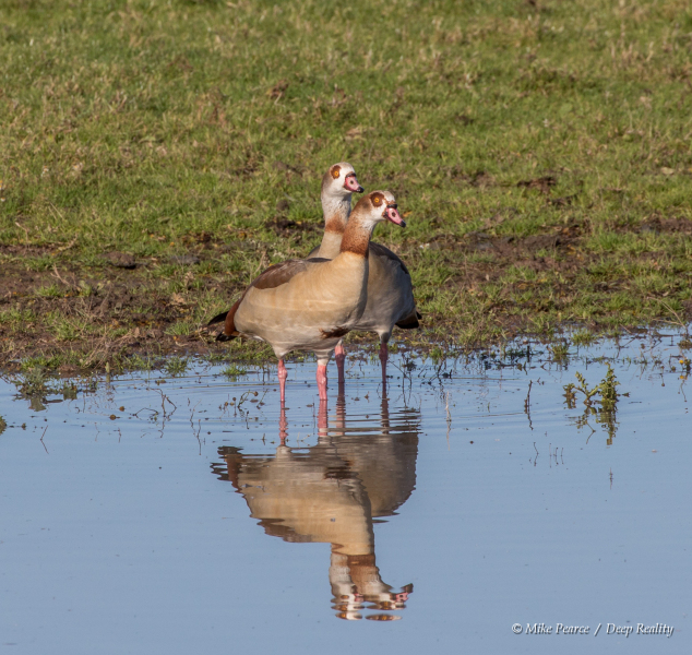Egyptian geese