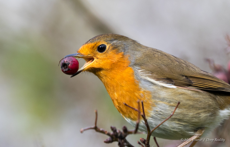 Robin with hawthorn berry, RSPB Ham Wall