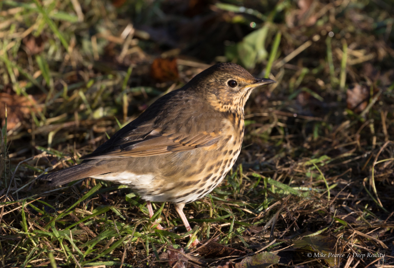 Song thrush, RSPB Ham Wall