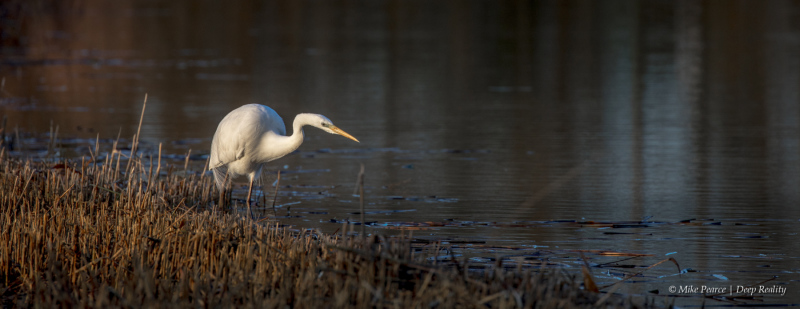 Great white egret, RSPB Ham Wall