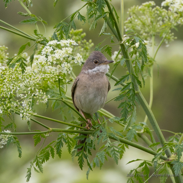 Whitethroat | RSPB Ham Wall