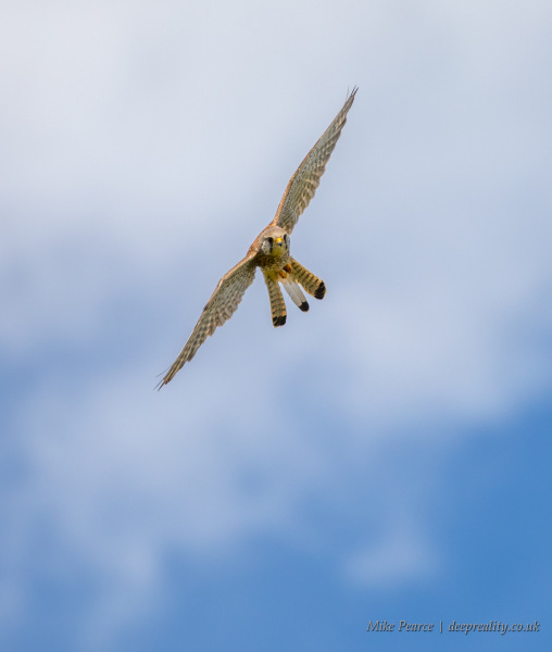 Kestrel | Titterstone Clee Hill, Shropshire