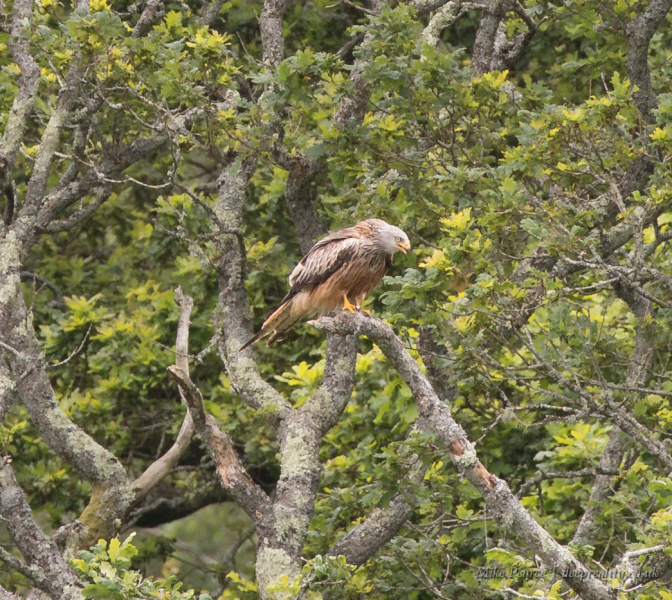 Red kite | RSPB Ynys-hir, Wales
