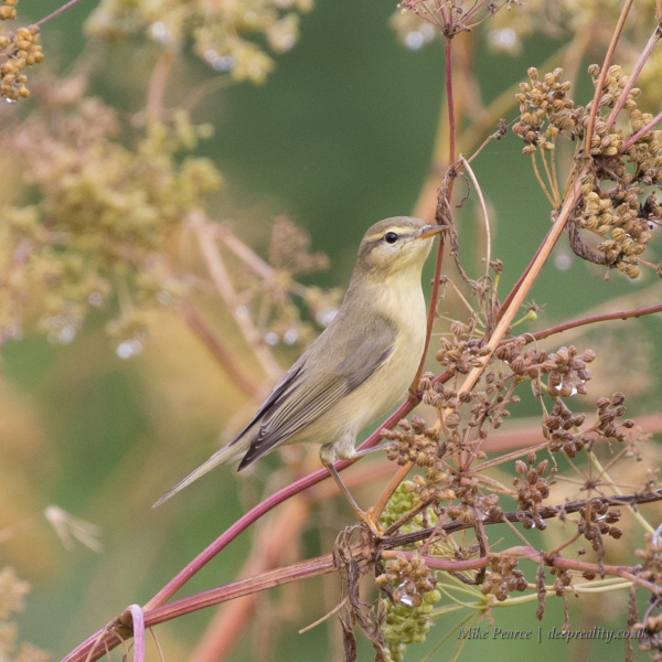 Willow Warbler | RSPB Ham Wall