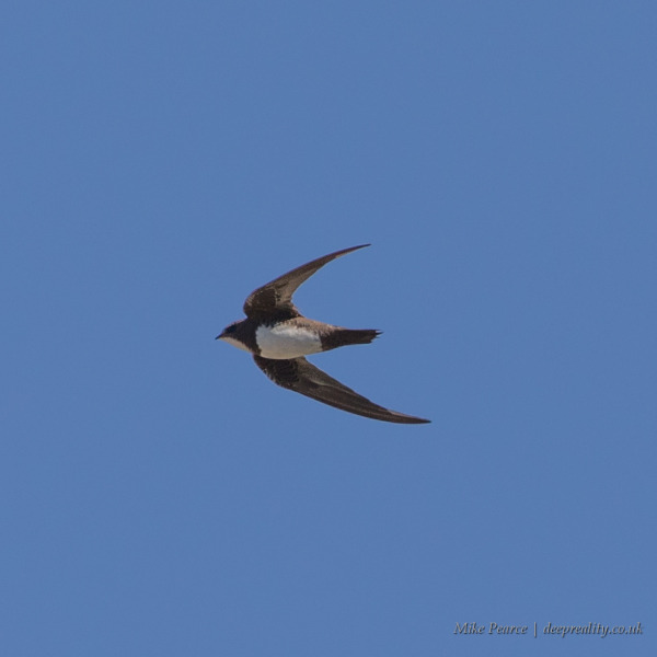 Alpine swift | Verdon Gorge, France