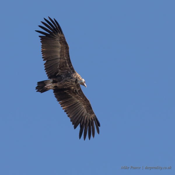 Griffon vulture | Verdon Gorge, France