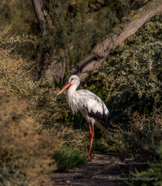 Black-winged stork | Camargue, France