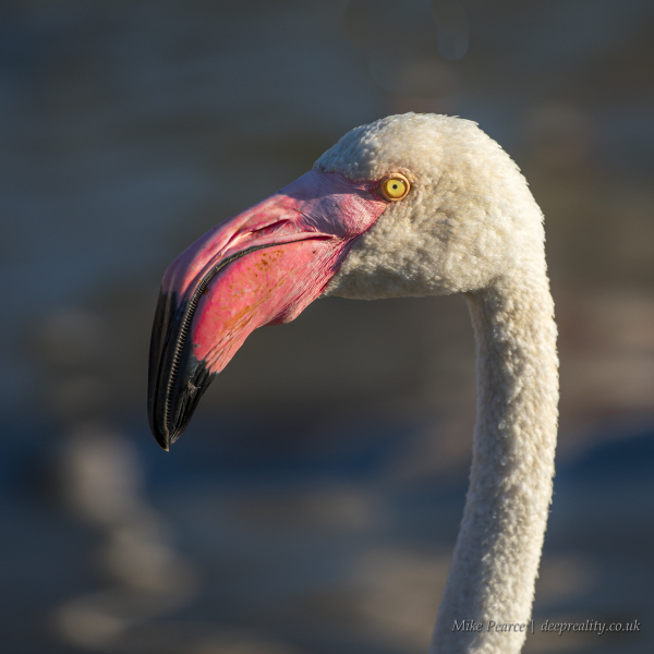 Greater flamingo | Camargue, France