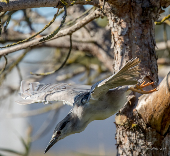 Night heron  | Camargue, France