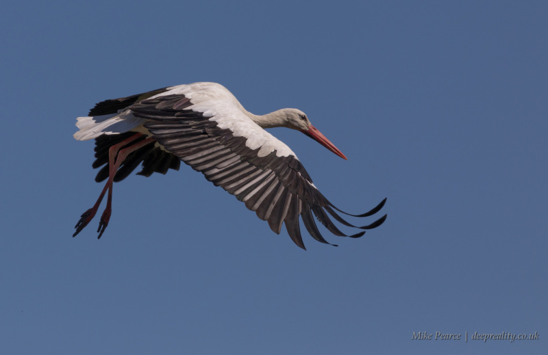 Black-winged stork | Camargue, France