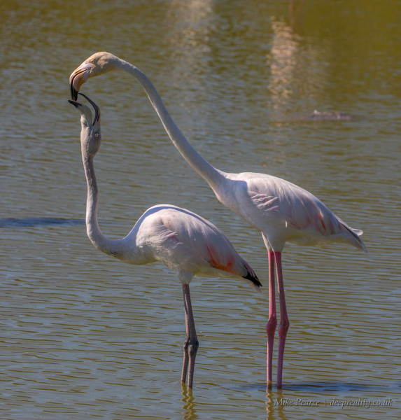 Greater flamingo | Camargue, France