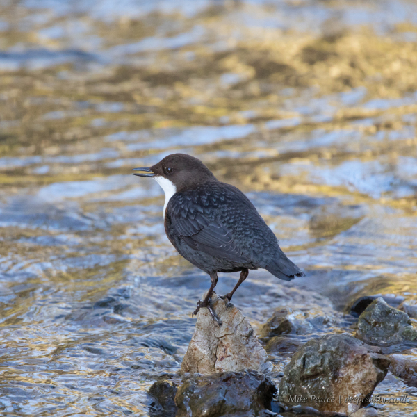 Dipper - Dovedale, Derbyshire