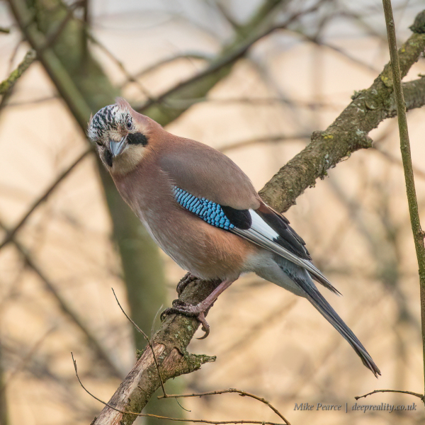 Jay | RSPB Ham Wall