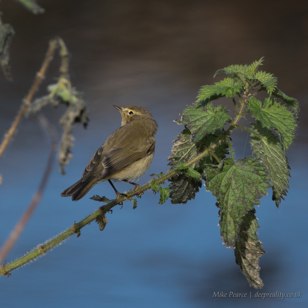 Chiffchaff | RSPB Ham Wall