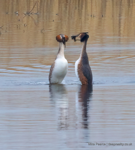 Great crested grebe | RSPB Ham Wall