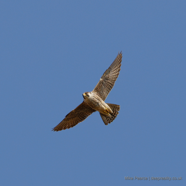 Peregrine falcon | RSPB Ham Wall