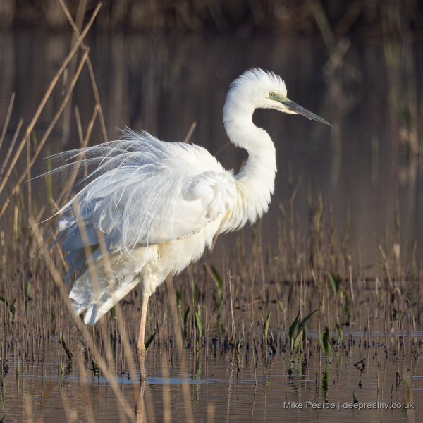 Great white egret | RSPB Ham Wall