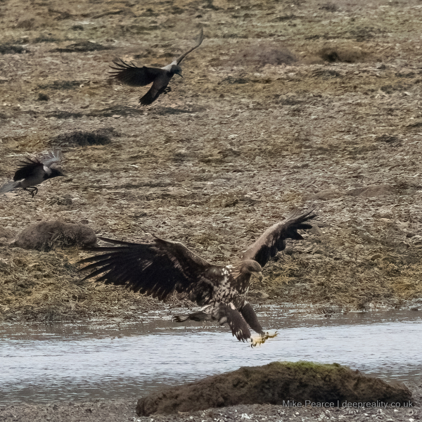 White-tailed sea eagle, juvenile - Loch Feochan, Scotland