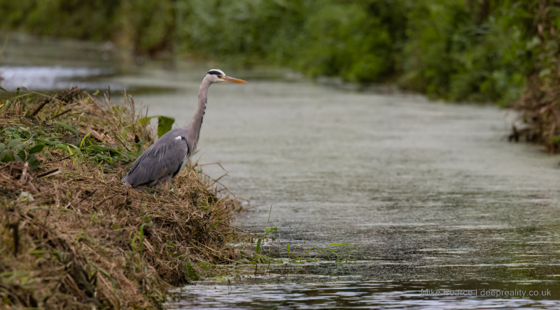 Grey Heron / RSPB Ham Wall