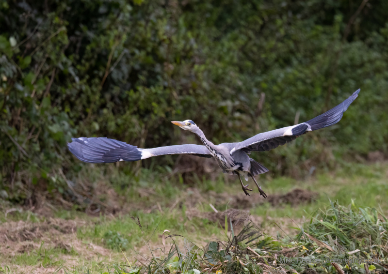 Grey Heron  / RSPB Ham Wall