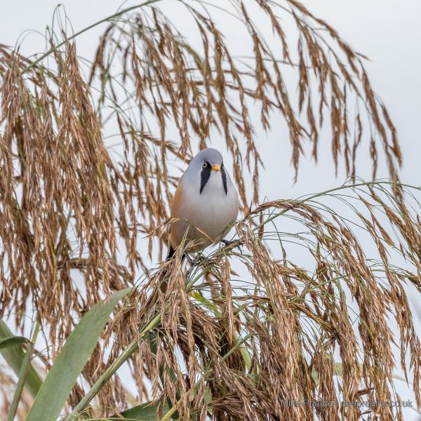 Bearded Tit (Bearded Reedling), male / RSPB Ham Wall