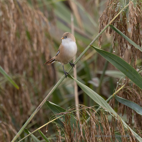 Bearded Tit (Bearded Reedling), female / RSPB Ham Wall