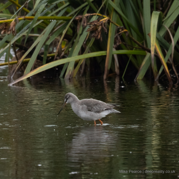 Spotted  Redshank in winter plumage / RSPB Ham Wall