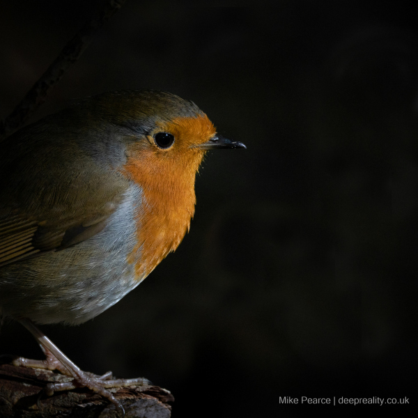 Robin / RSPB Ham Wall