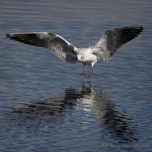 Black-headed gull / RSPB Ham Wall